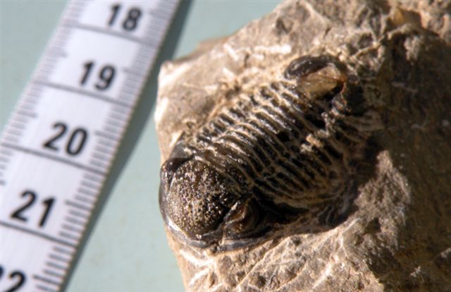 Trilobiti verosimilmente marocchine - terza serie